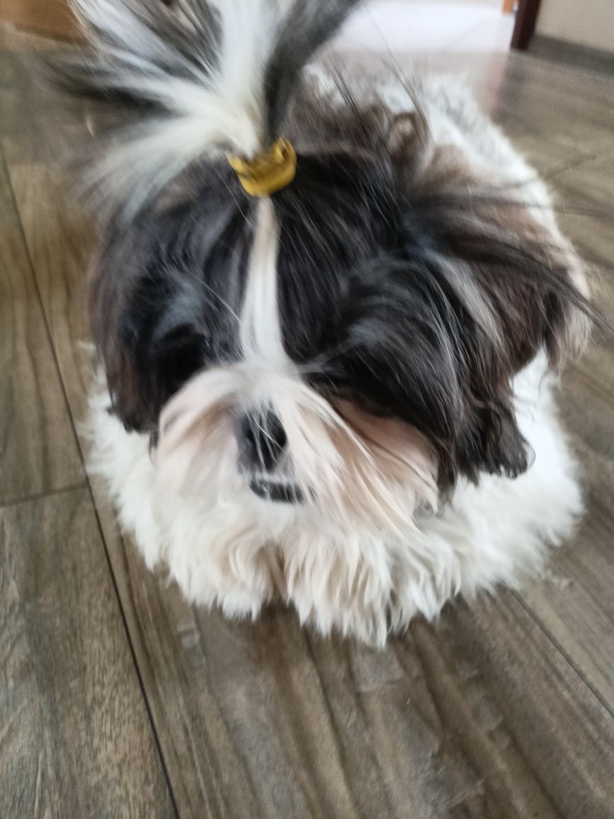 Śliczny piesek shih tzu