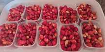 Owoce poziomki ogrodowej 600g