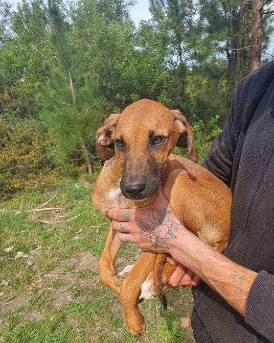 Lucifer- cachorro jovem para adoção de porte médio
