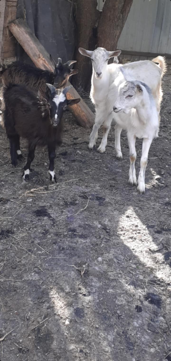 * Продам козлят *