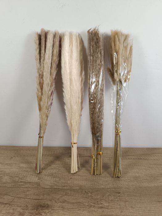 Suszone naturalne i białe kwiaty trawa pampasowa