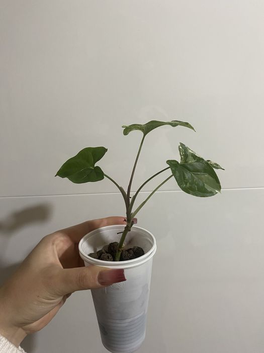 Syngonium emerald gem