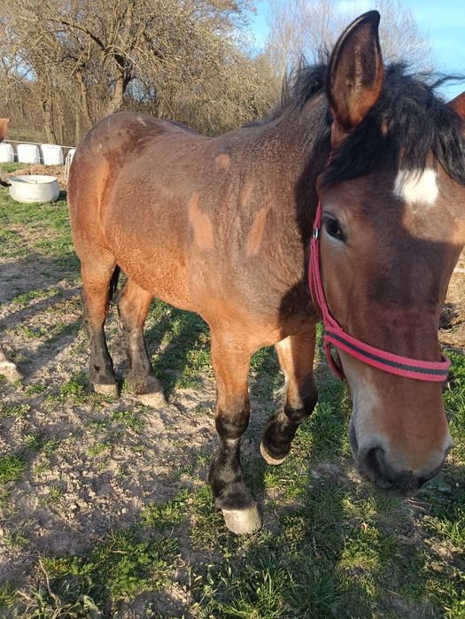 Zribica zimnokrwista