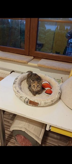 3 miesięczna kotka szuka domu niewychodzącego