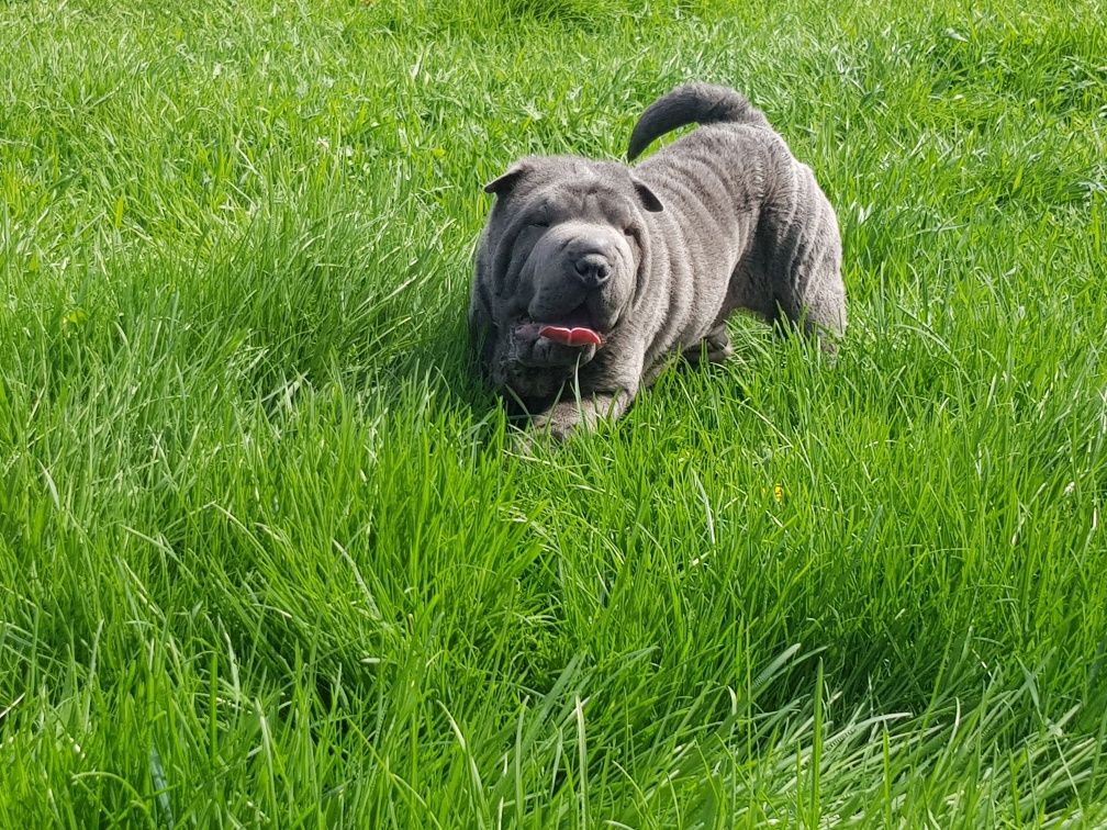 Shar pei piesek blue Derby