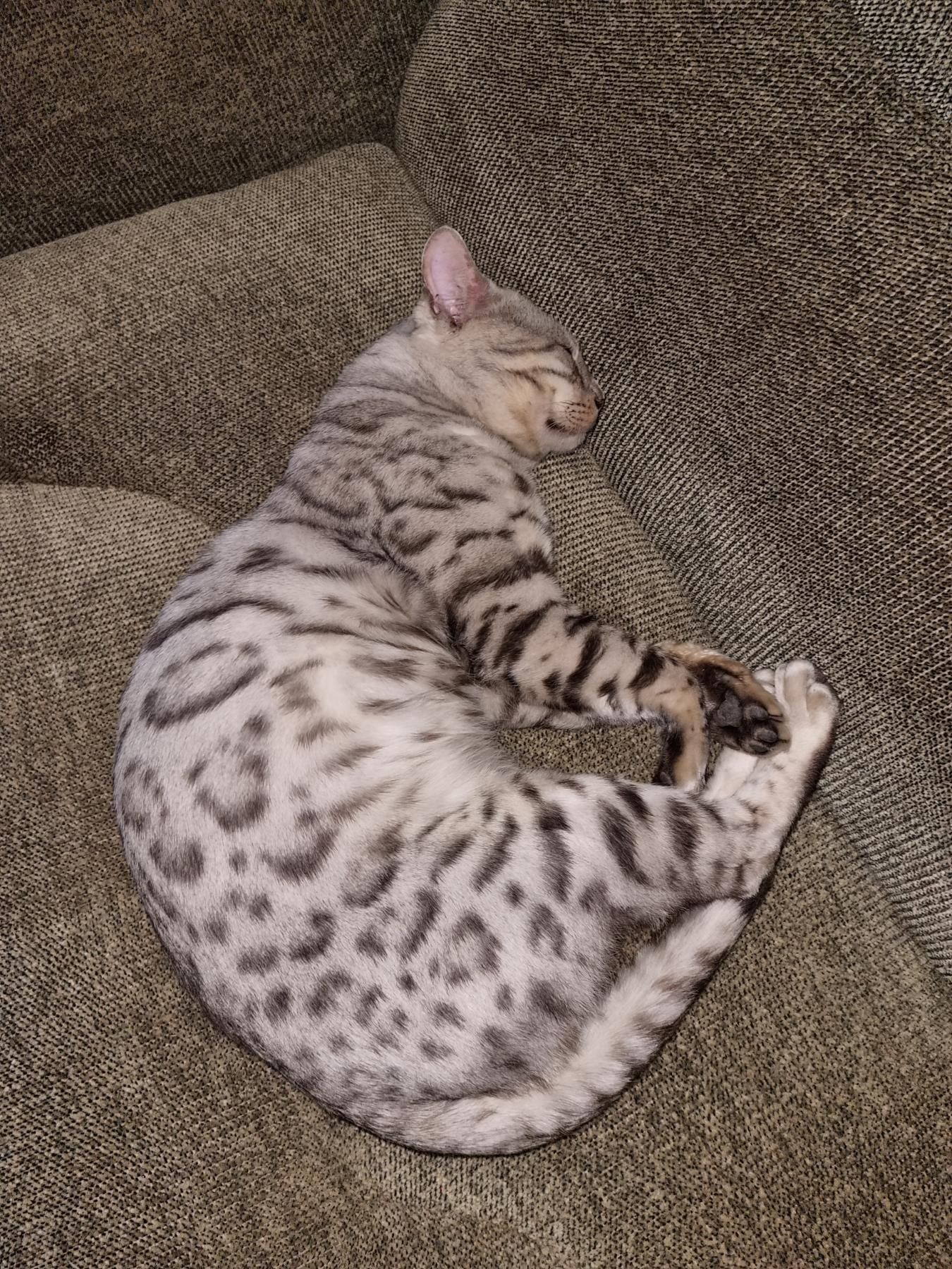Кіт бенгал, кошеня бенгальської породи, срібний бенгальський кіт