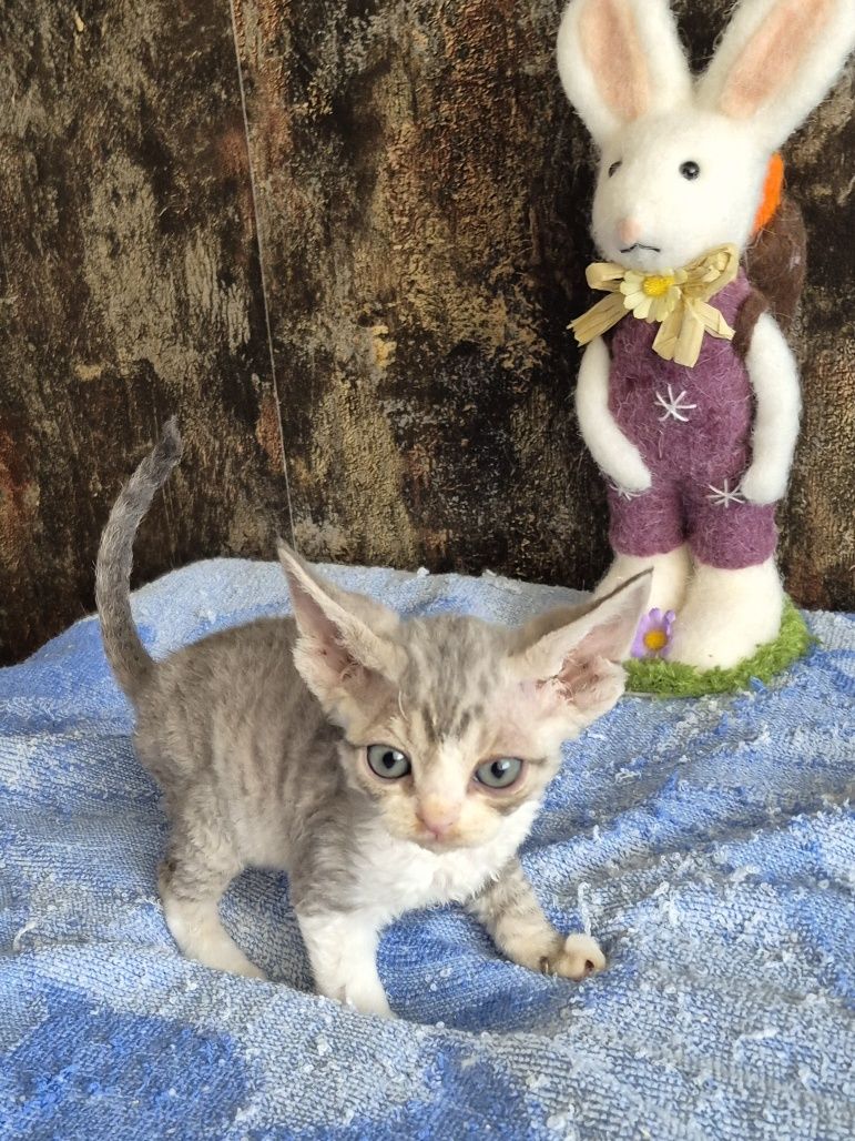 Kocurek Devon Rex