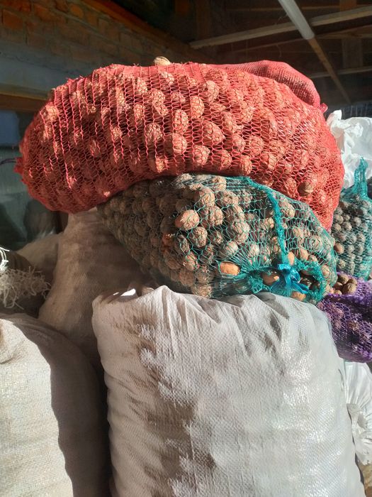 горіхи волоські бойний