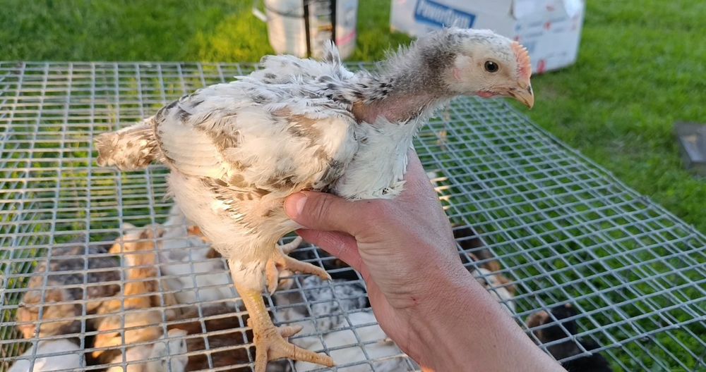 Продам курчат м'ясо несучки власного виведення!!!