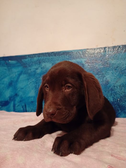 Mam na sprzedanie śliczne labladory