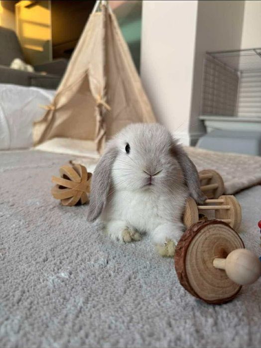 Maluszki z WYPRAWKĄ Śliczne Króliczki Karzełki Baranki Mini Lop