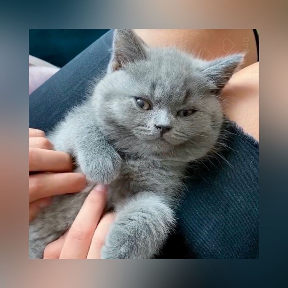Ручна кицюня