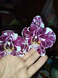 Орхідея шоколад, фаленопсис,орхідеї