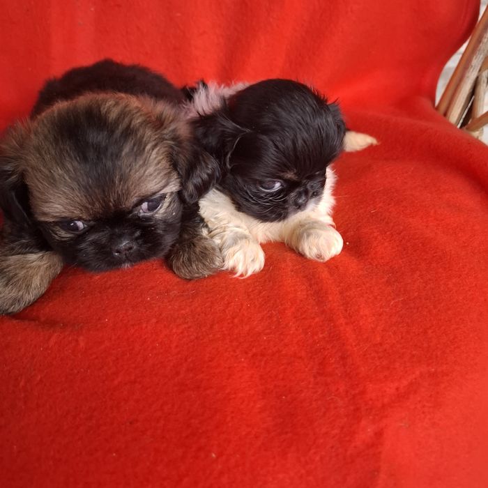 Pekińczyk rodowód + wyprawka