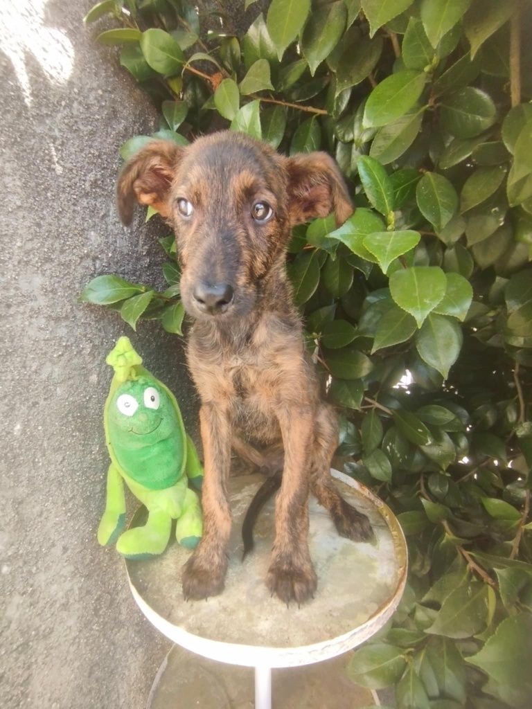 Enzo para adoção muito responsável