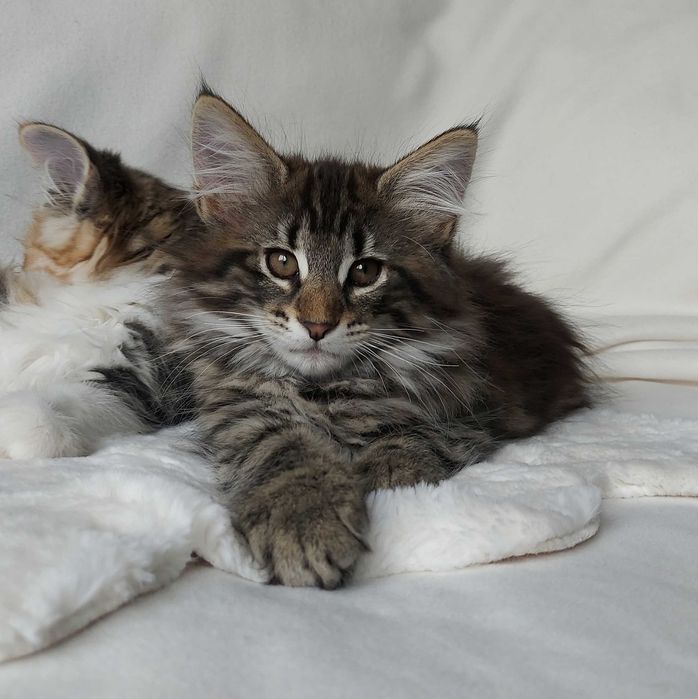 Czarek Leśne Łapy*PL Kot norweski leśny FPL/KKF