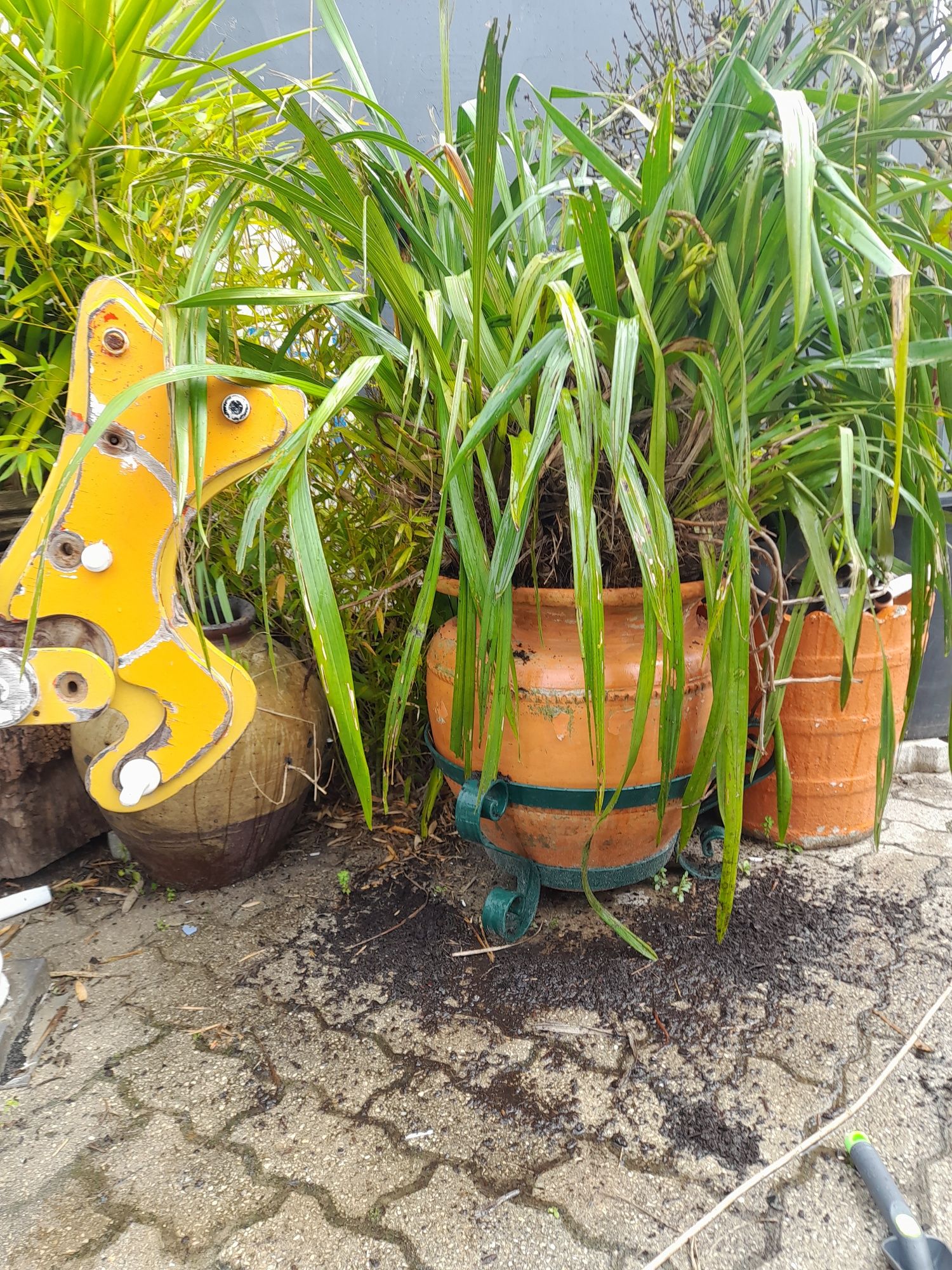 Orquídea gigante