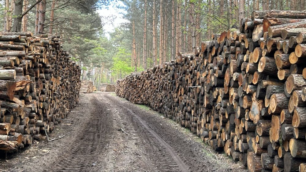 Sprzedam drewno Olchowe, Olcha kłoda