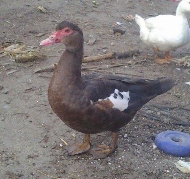 Шипун жива вага ПОЛТАВА