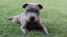 STAFFORDSHIRE BULL TERRIER, staffik, stafik, stafford, samiec