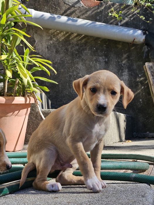 Doa se cães para adoção responsavel