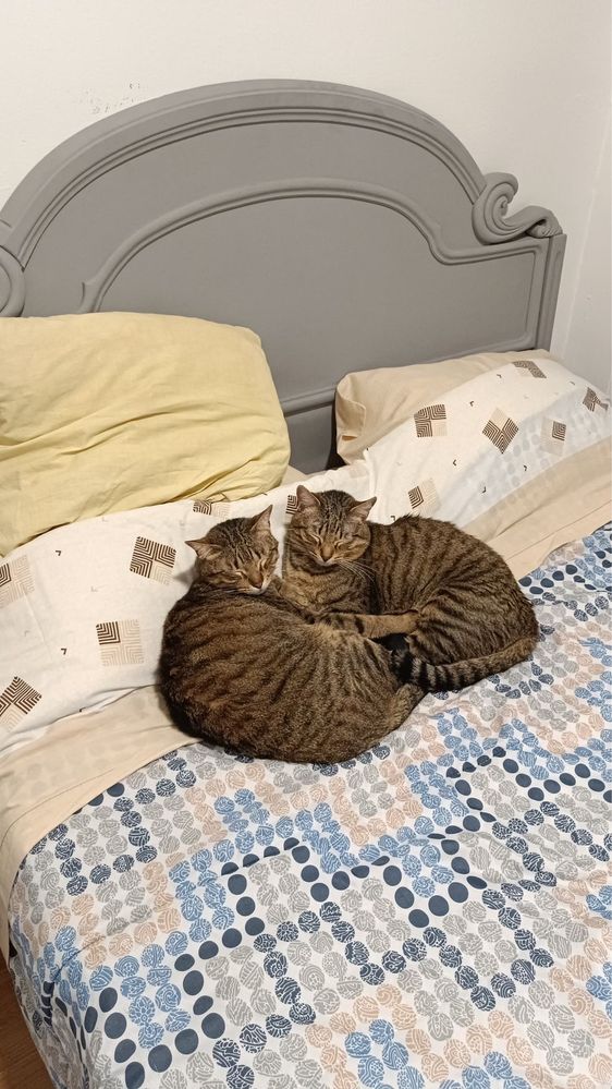Dois gatos adultos para adoção