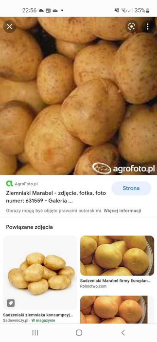 Ziemniaki żółte Marabel