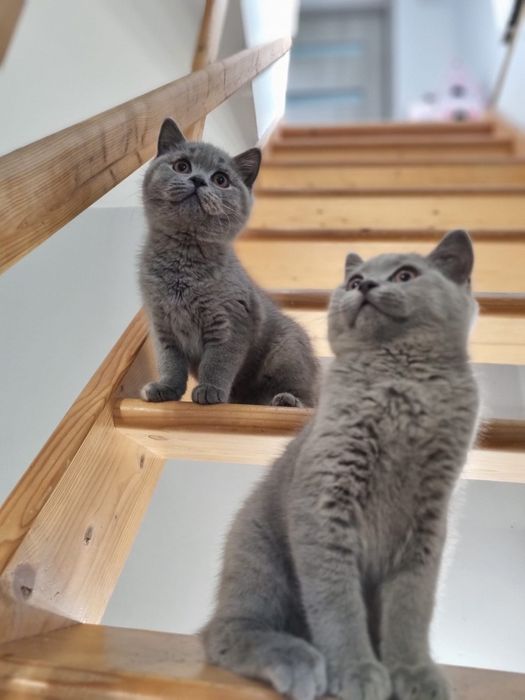 Kot brytyjski niebieski szylkret