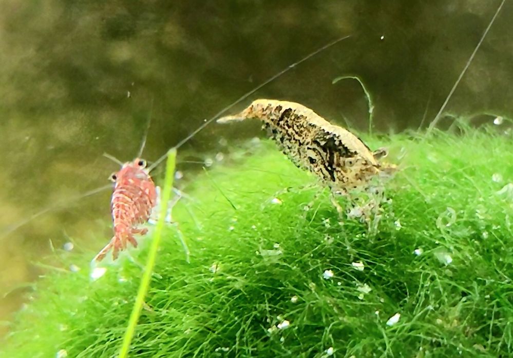 Krewetki Neocaridina Mix