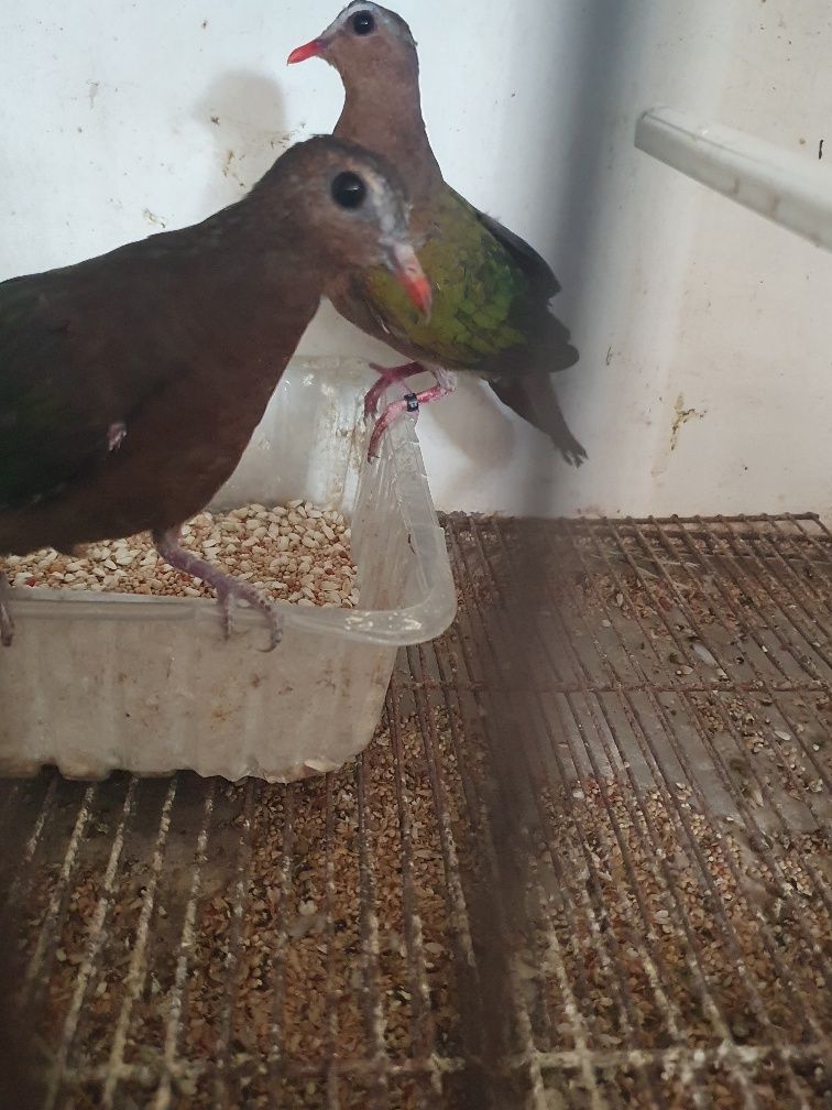 Rola Esmeralda femea já com a muda comleta