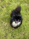 Mała księżniczka Pomeranian – cudowny charakter