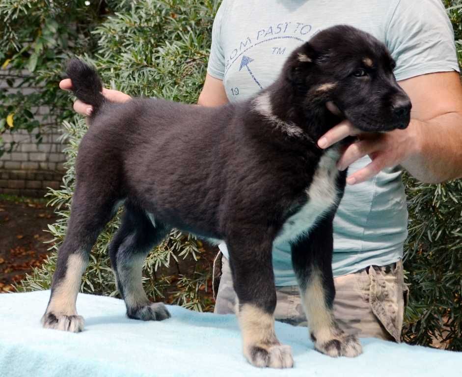Чудові цуценята Середньоазійської вівчарки