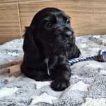 Suczka cocker spaniel angielski