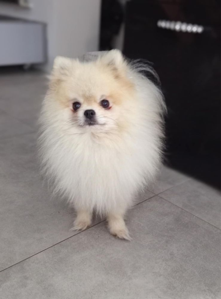 Rezerwacja .Szpic Miniaturowy Pomeranian