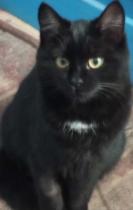 Терміново віддам стерилізованих кішок