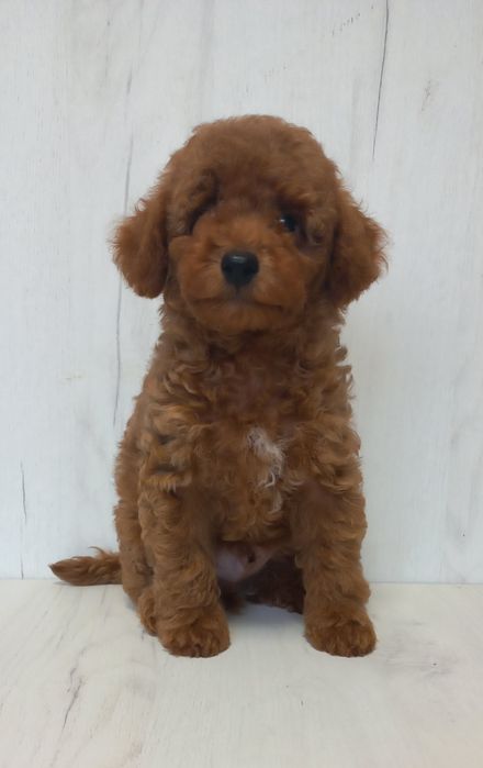 Кудряшки пуделяшки