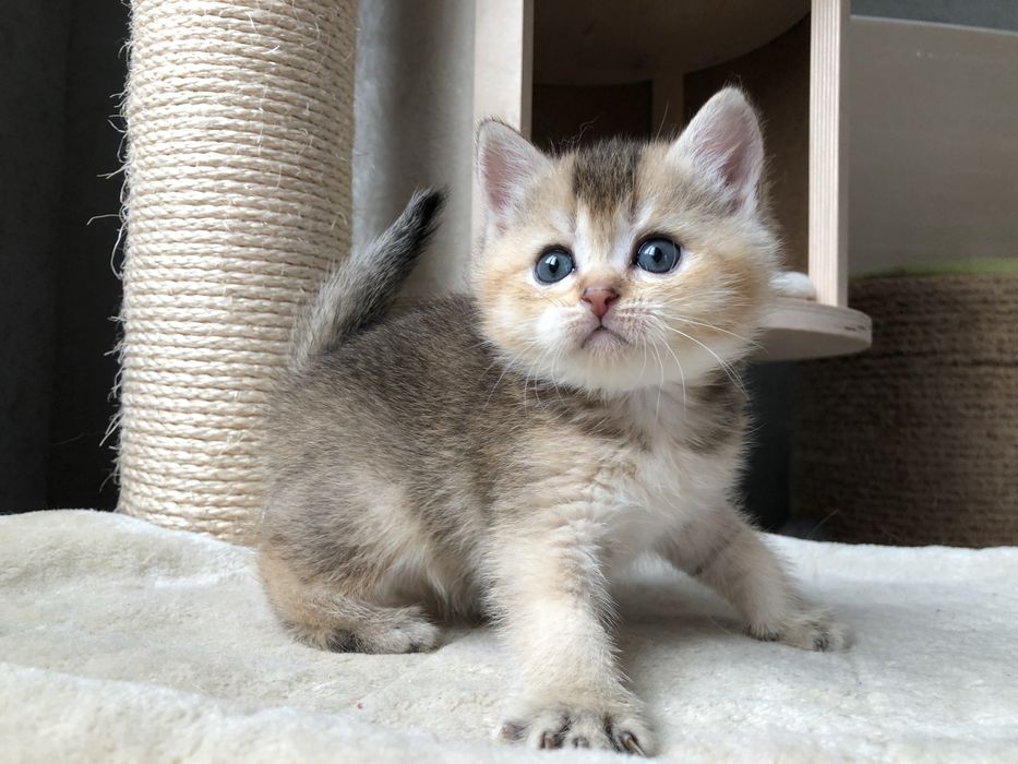 Золотий шиншиловий  Izum