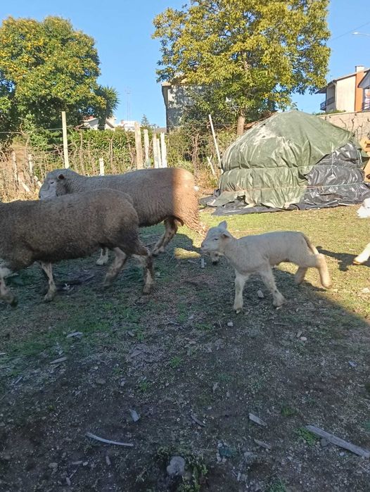 Ovelhas Île-de-France