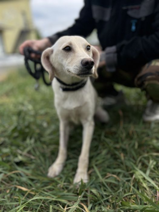 Собака для семьи Кока стерилизована девочка
