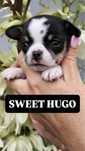 SWEET HUGO -chlopiec chihuahua
