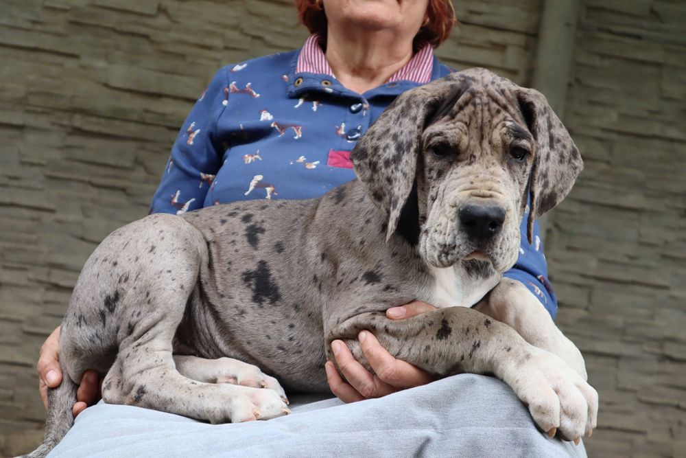 Bardzo mocnej budowy suczka merle Dog Niemiecki FCI ZKwP tata włoch