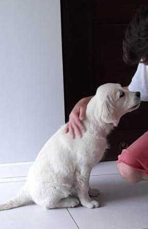 Suczka GOLDEN RETRIEVER, Aria - nadal poszukiwana!!! (nagroda)