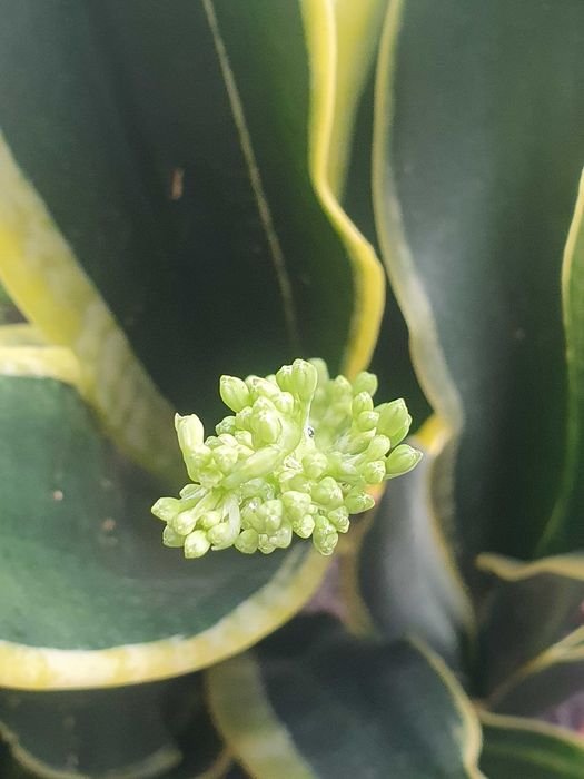 Квітуча сансевієрія з жовтим обідком. Кімнатні рослини