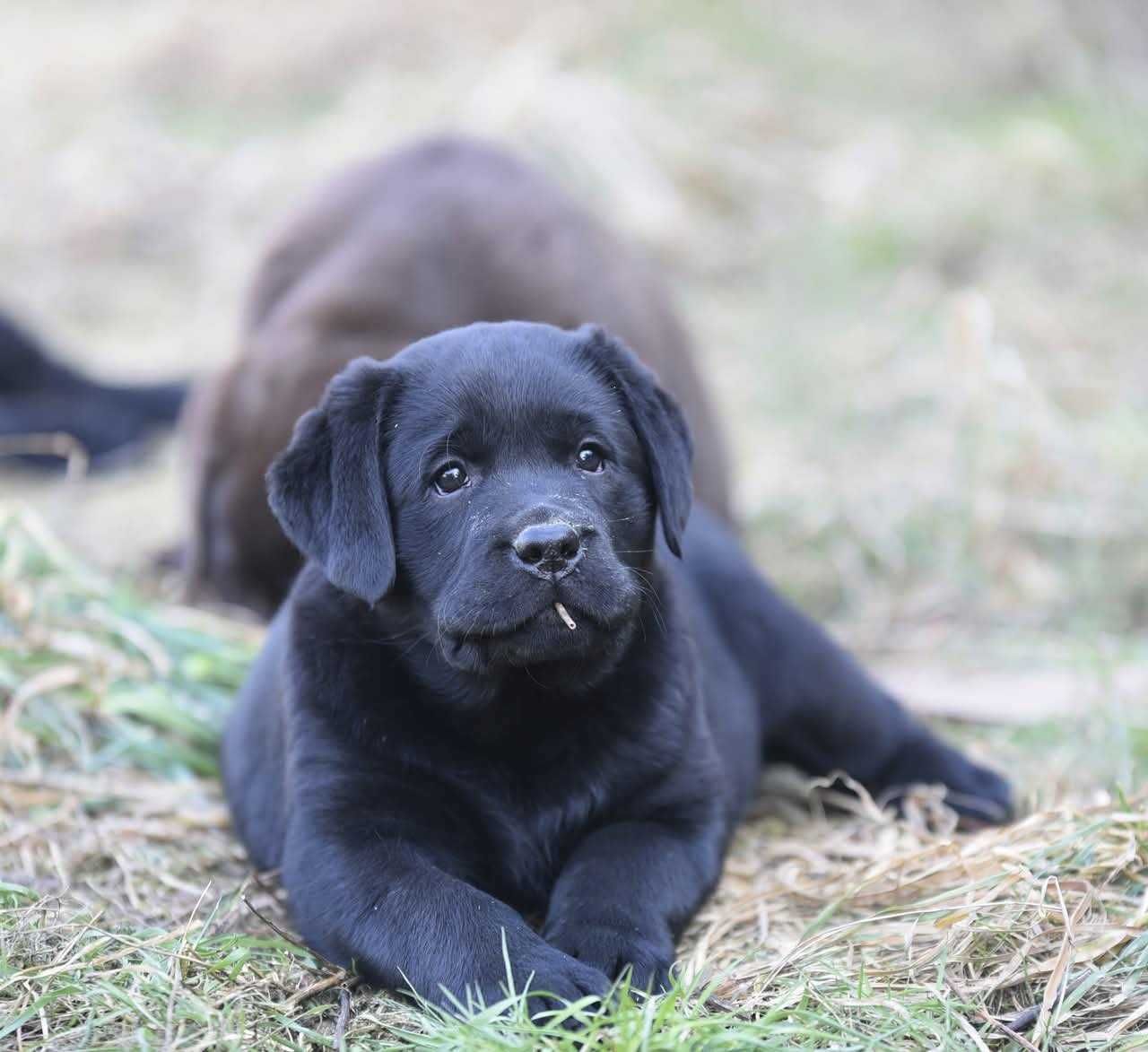 Labrador Retriever szczenie z rodowodem ZKwP, FCI Badania Genetyczne