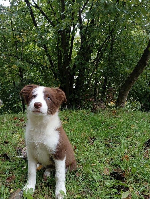 Szczeniak Border Collie –chocolate & White