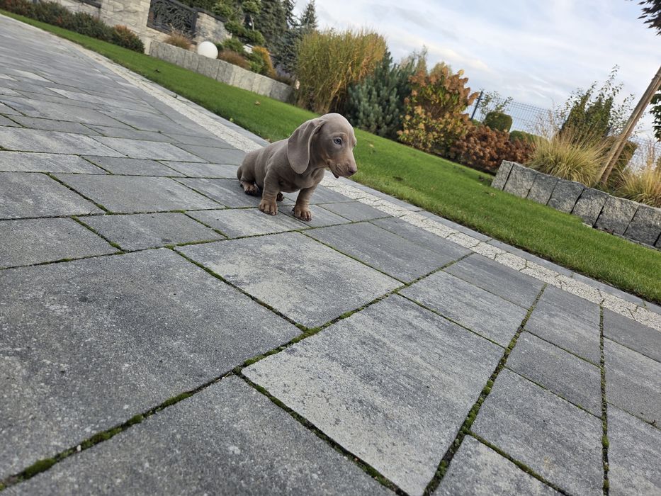 Jamnik Isabela piesek