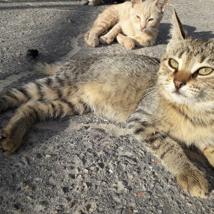 Котенок девочка 3 мес, стерильна