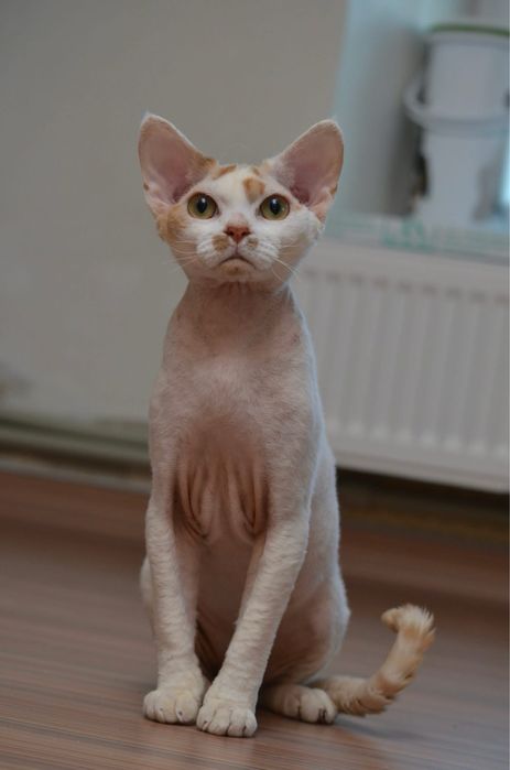 Девон рекс підрощений хлопчик