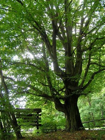 Wycinka i pielęgnacja drzew