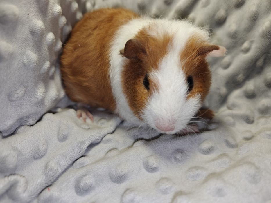 Samiczki świnka morska 10 tygodni